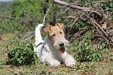 FOX TERRIER 026